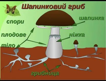 Грибы представляют собой