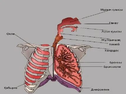 Тыныс алу анатомиясы