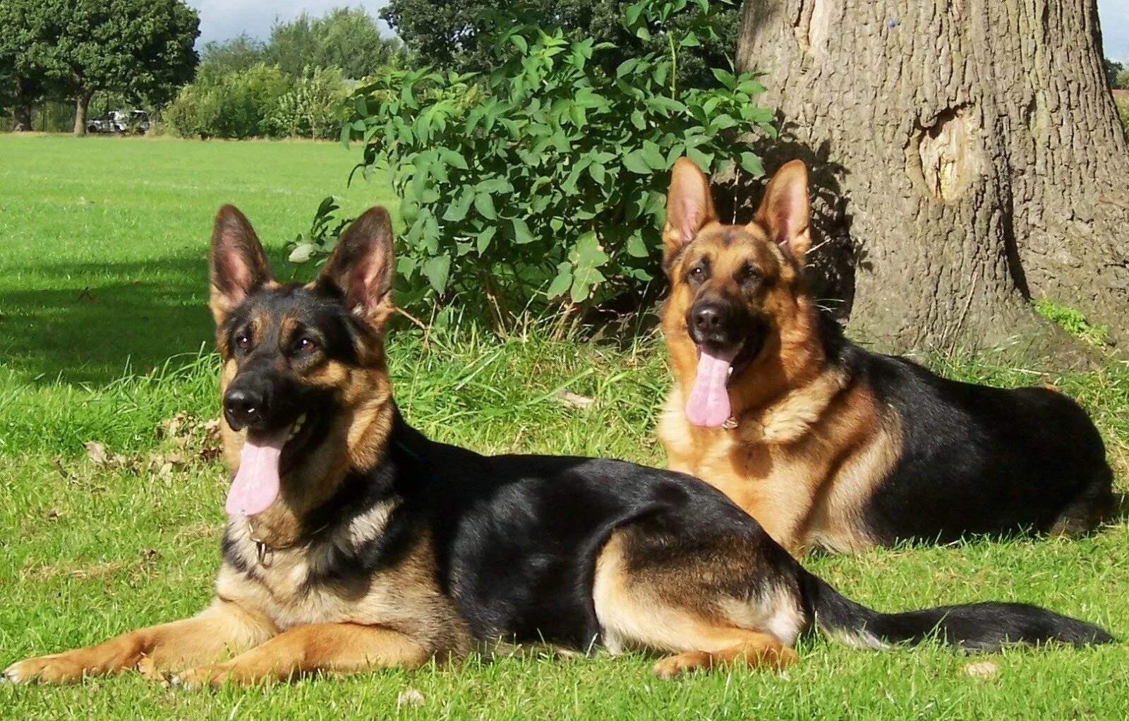 Овчарки выскочив. Чепрачная немецкая овчарка. Баварская овчарка Shepherd. German Shepherd немецкая овчарка. Немецкая овчарка чепрачного окраса.