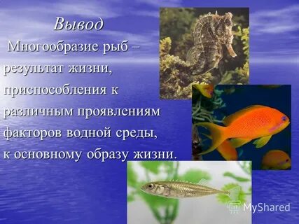 Многообразие рыб в природе и жизни человека