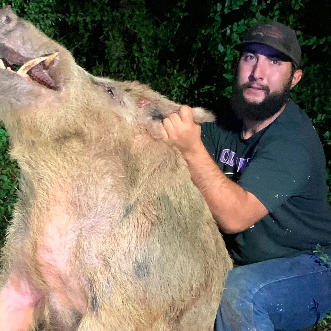 кабан максимальный