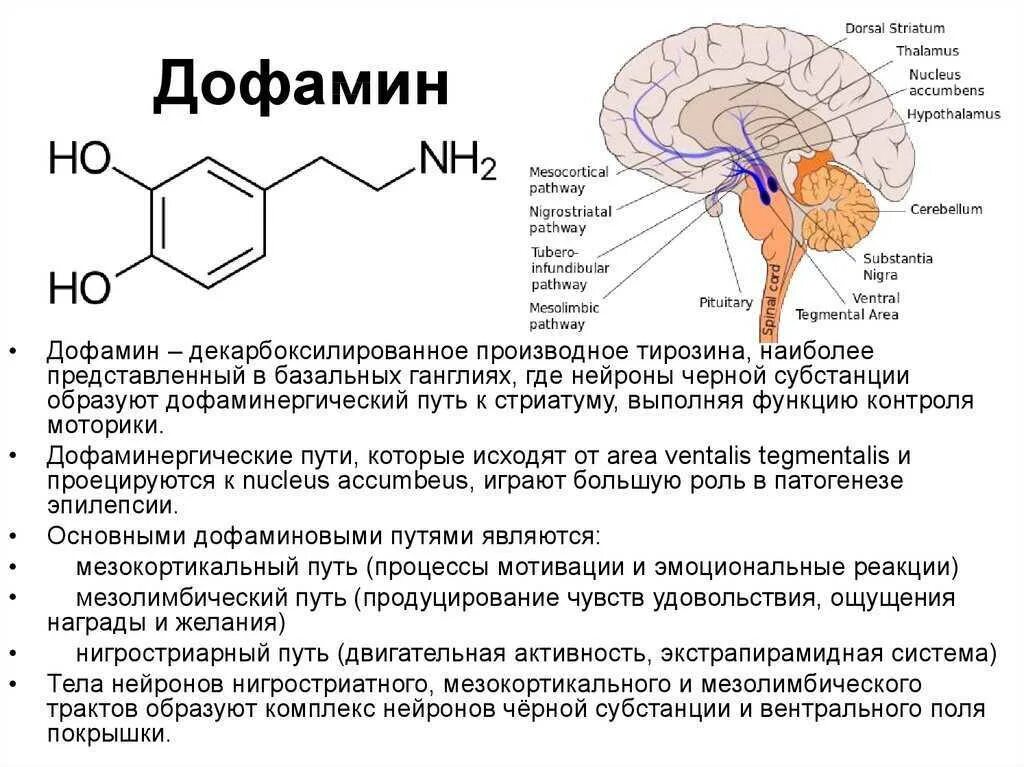 Дофамин нейромедиатор функции. Дофамин функции гормона. Функции дофамина биохимия. Биохимия мозга серотонин дофамин. Серотонин эмоция