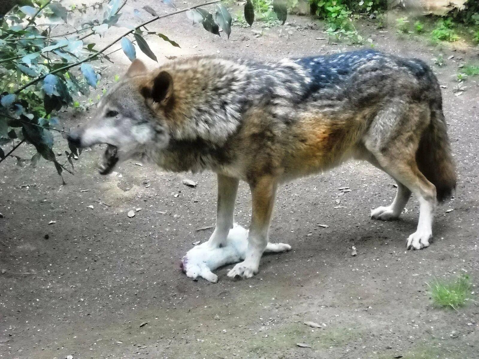 Самый главный волк. Canis Lupus italicus. Ужасный волк.