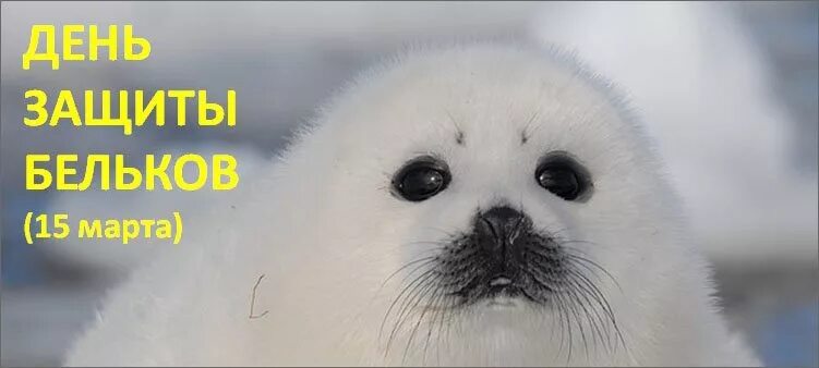 Международный день защиты бельков. Шуба из белька тюленя. Международный день защиты Бельков нерпы.