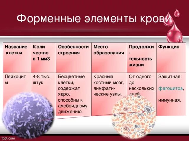 Форменные элементы лейкоцитов. Форменные элементы крови способные к амебоидному движению. Функции форменных элементов крови. Форменные элементы крови анатомия.