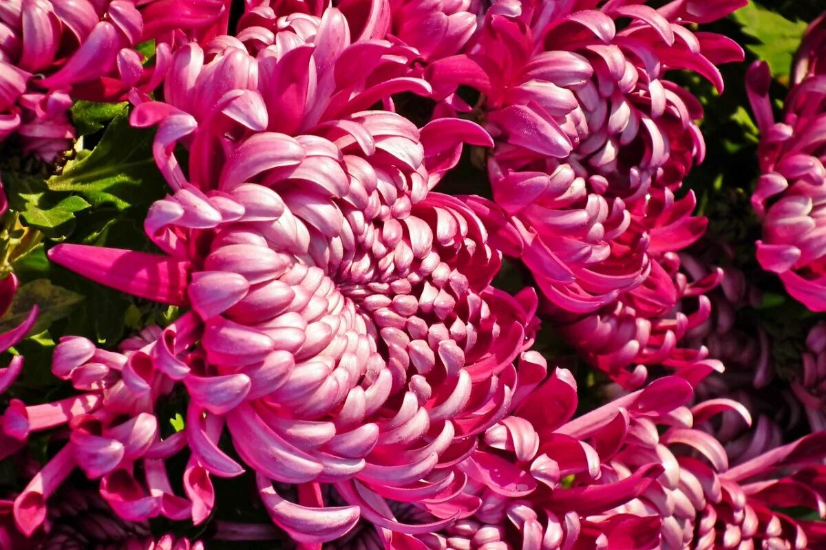 Хризантема розовый фламинго. Хризантема камелия. хризантема фламинго. flamingo cranberry хризантема. хризантема камелия фото.