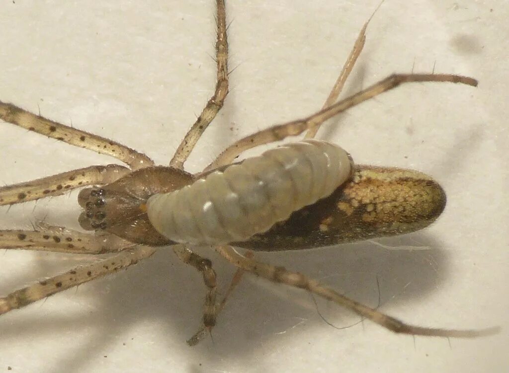 Наездник апантелес. Tetragnatha Nigrita. Апантелес Спуриус. Апантелес наездник насекомое. Апантелес беляночный.