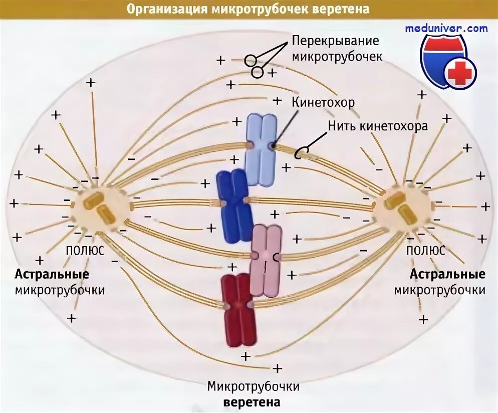 Веретено деления из микротрубочек. Веретено деления строение. Веретено деления состоит из микротрубочек. Организация микротрубочек веретена деления.