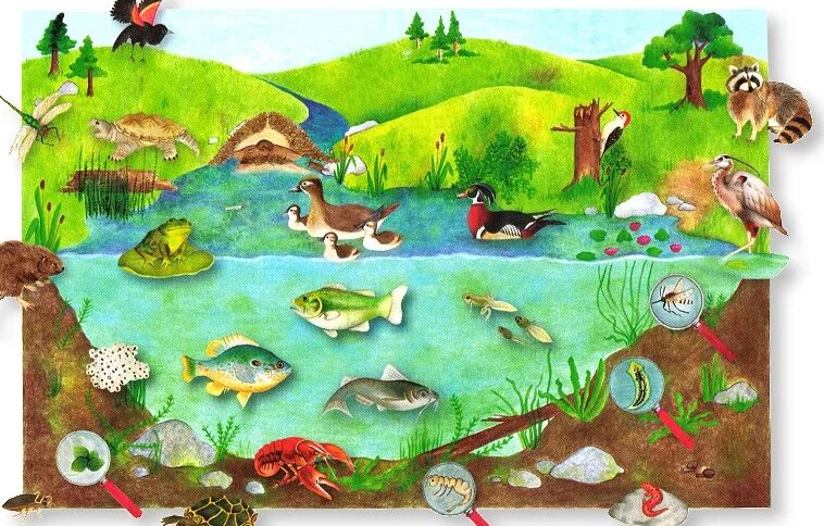 Природное сообщество озеро 5 класс биология. Среды обитания животных. Экосистема. Экосистемы для дошкольников. Озерные жители.
