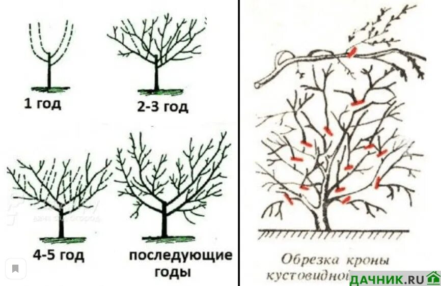 Нужно ли обрезать вишню. Обрезка саженцев черешни весной. Обрезание черешни весной. Схема обрезки вишни весной. Схема формировки черешни.