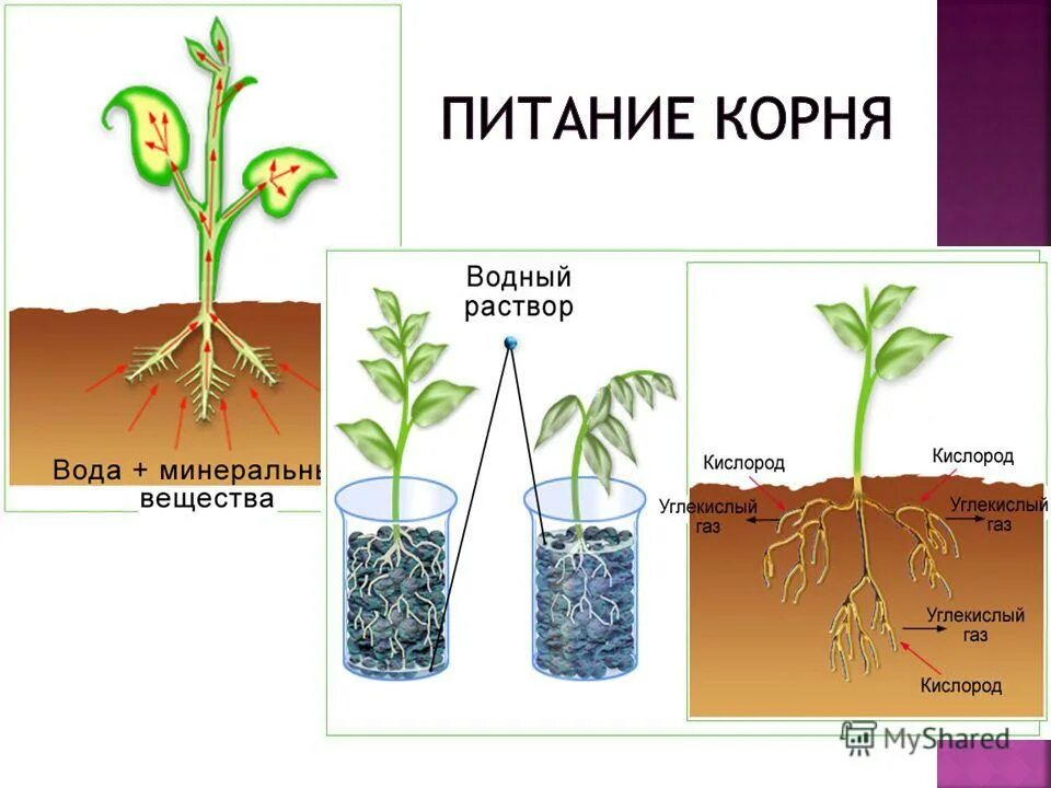 Появление вегетативных органов появление семени
