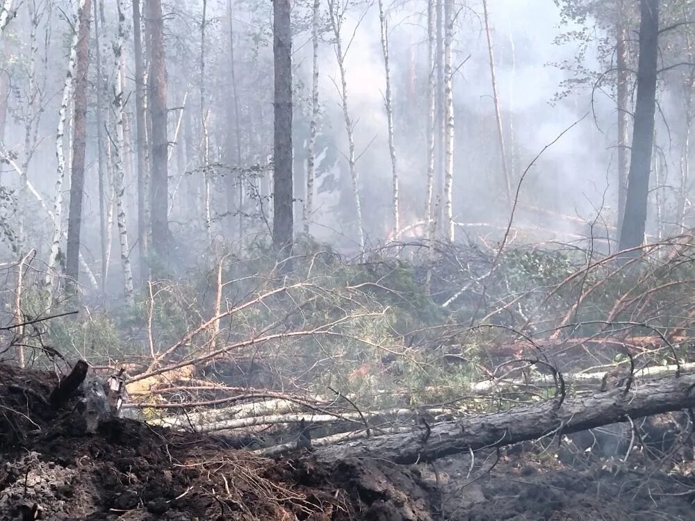 Горит заповедник. Низовой лесной пожар. сгоревший лес. окский заповедник пожар. пожары лесов 2010 чувашия.