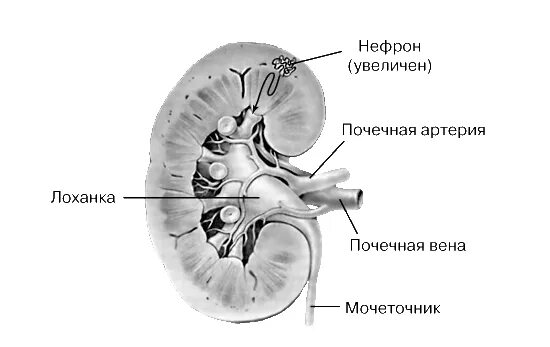 Почечная лоханка рисунок. Строение почки почечная лоханка. Строение ЧЛС почки. Строение чашечно лоханочной системы почек. Строение почки поперечный разрез.