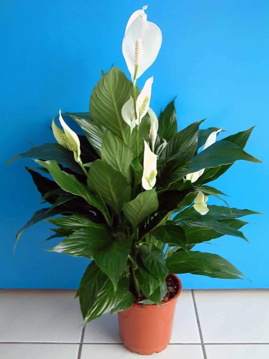 Секрет спатифиллума. Спатифиллум. Спатифиллум обильноцветущий Spathiphyllum floribundum. Спатифиллум геликониелистный. Спатифиллум Ларго.