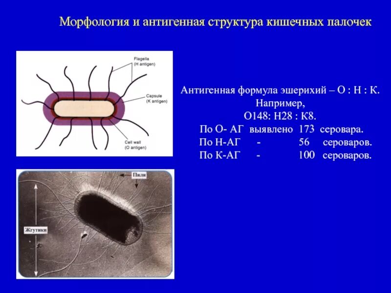 Escherichia coli антигенная структура. Шигелла антигенная структура. Эшерихиоз антигенная структура. Антигенная структура. E. coli. Свойства кишечной палочки