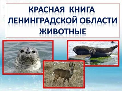 Млекопитающие санкт петербурга