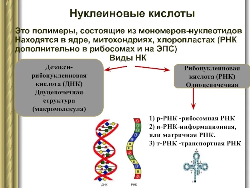 Нуклеиновые кислоты ДНК. Нуклеиновые кислоты ДНК И РНК. Нуклеиновые кислоты полимеры. Строение нуклеиновых кислот ДНК И РНК.