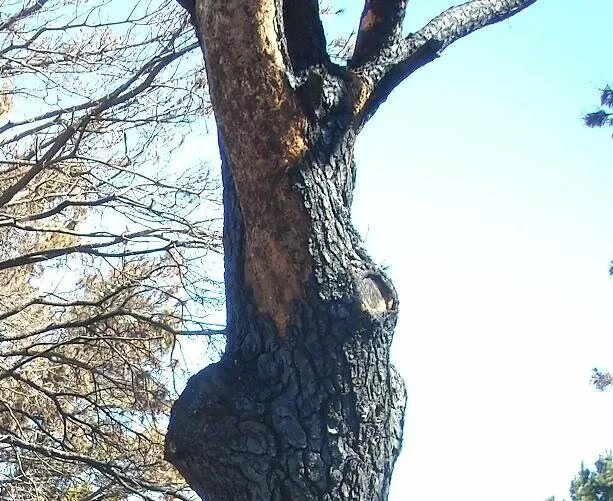 Раненое дерево. Сросшиеся деревья разных пород. Большие деревья в живописи. Корневище дерева. Дерево в форме человека.