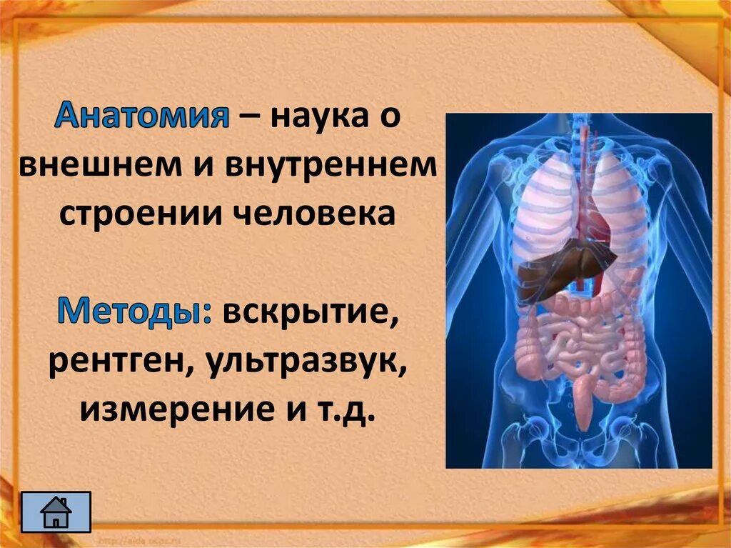 Анатомия человека для презентации. Анатомия это кратко. Внешнее и внутреннее строение человека. Строение человека презентация.