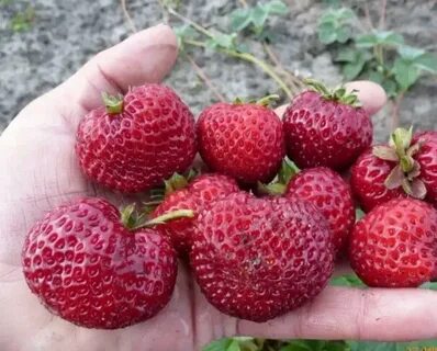 Немецкий сорт