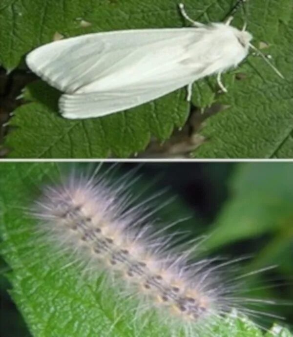 Американская белая бабочка ВНИИКР. Американская белая бабочка Hyphantria cunea. Американская белая бабочка карантинный вредитель. Гусеницы американской белой бабочки (Hyphantria cunea). Гусеница белой бабочки