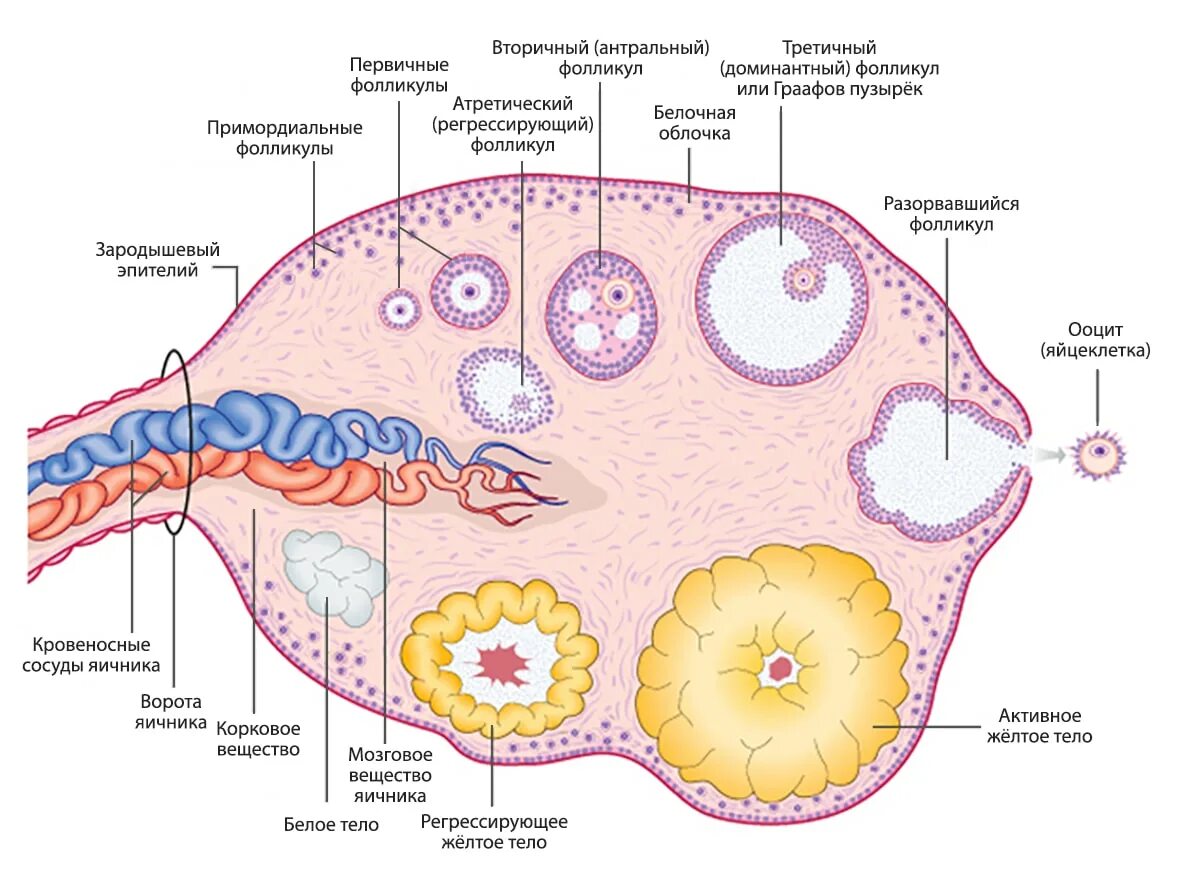 Строение фолликула яичника анатомия. Строение фолликула яичника. Созревание фолликула в яичнике. Строение яйцеклетки фолликулярные клетки. Схема овуляции