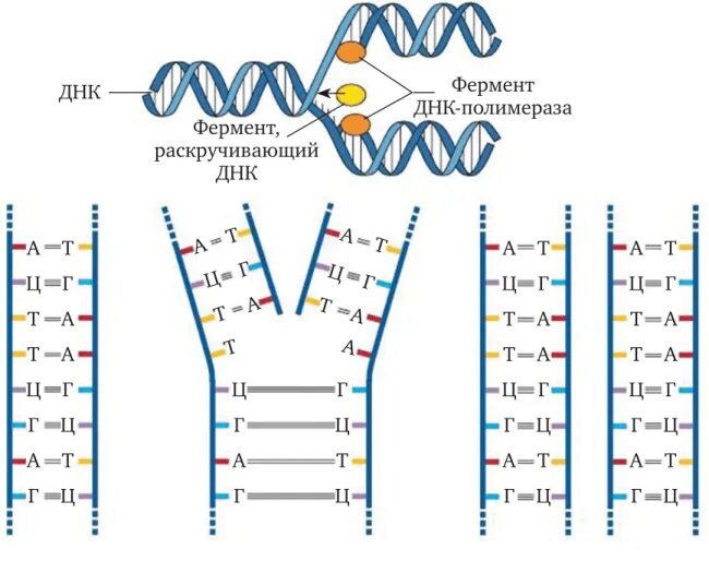 Процесс разрезания молекулы днк с помощью ферментов. Схема репликации молекулы ДНК по биологии. Схема удвоения ДНК редупликация. Редупликация ДНК схема схема удвоения. Репликация (редупликация, удвоение.