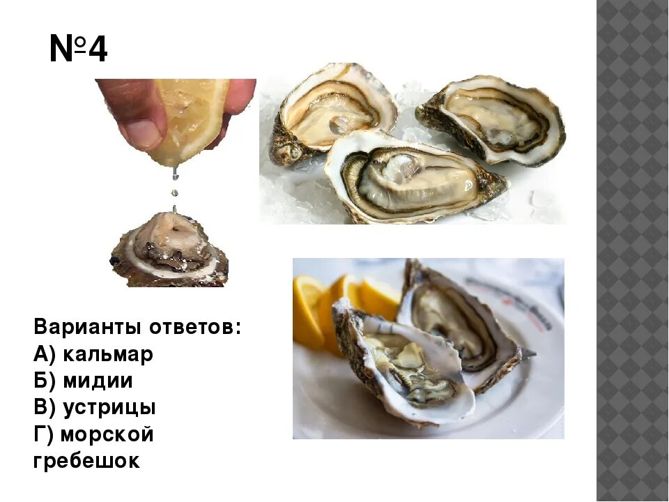 Моллюски и устрицы разница. Устрицы и мидии живые. Мидии и устрицы. Чем отличаются мидии. Разница между мидиями и устрицами.