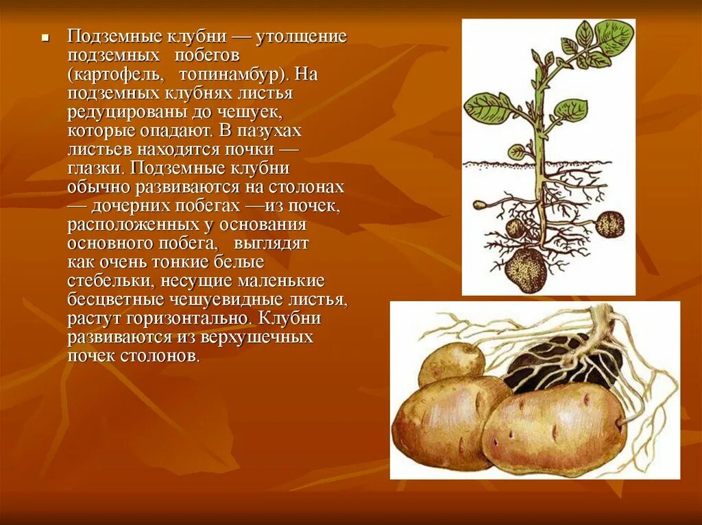 Размножение видоизмененным корнем. Клубни батата это видоизмененные побеги. Подземные клубни. Подземные побеги картофеля. Клубень картофеля побег.