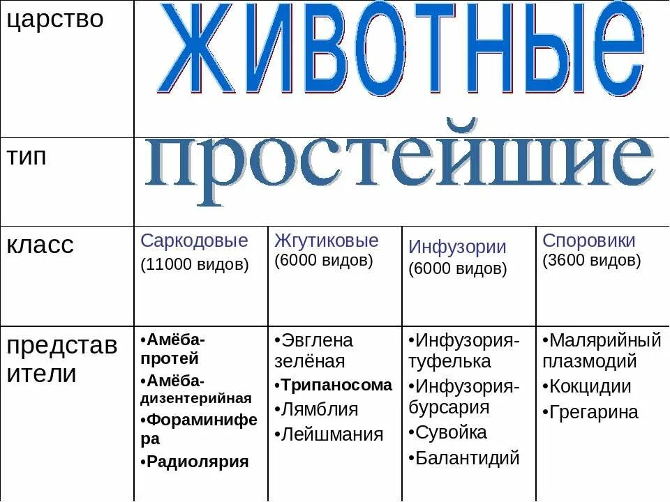 Характеристика простейших 7 класс биология таблица. Тип простейшие таблица биология 7 класс. Общая характеристика простейших 7 класс биология таблица. Таблица по биологии 7 класс характеристика простейших. 7 групп простейших