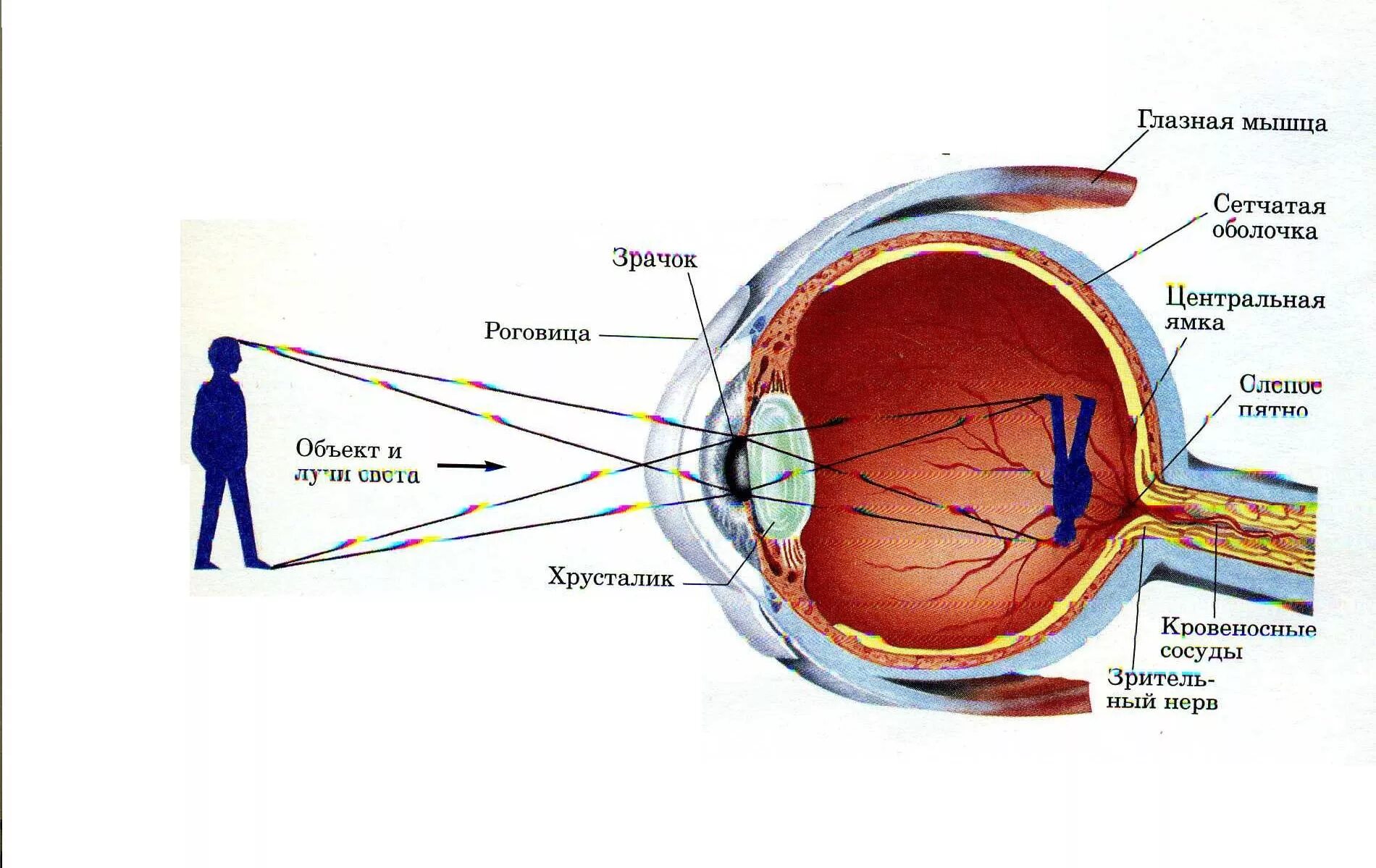 Зрительные нервы глазного яблока. Органы чувств человека глаз анатомия. Как устроено зрение человека. Как работают глаза анатомия. Как работает зрение человека.