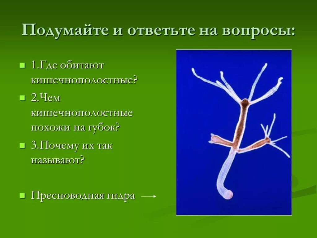 Тип кишечнополостные тест 2 вариант 2. Где обитает пресноводная гидра. систематика гидры пресноводной. кишечнополостные обитают в. где обитают кишечнополостные.