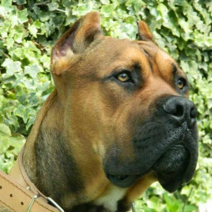 Алано собака. Алано эспаньол. Алано эспаньола собака. Алано эспаньол собака. Аланьо испаньола собака.