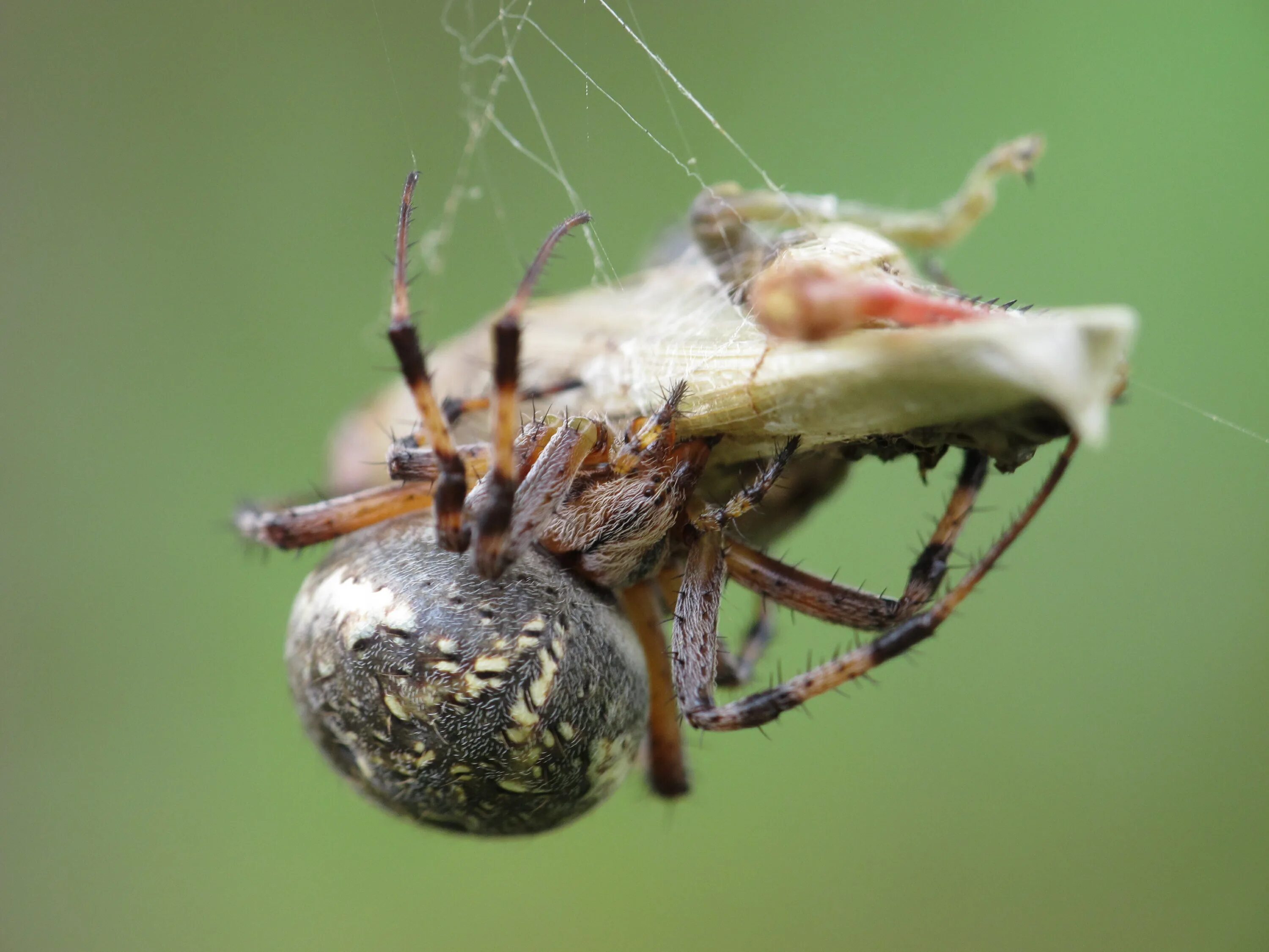 Reading spider