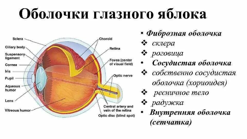 Какую функцию выполняет оболочка глазного яблока. Строение фиброзной оболочки глазного яблока. зрительный анализатор строение и функции анатомия. строение наружной оболочки. строение наружная оболочка фиброзная.