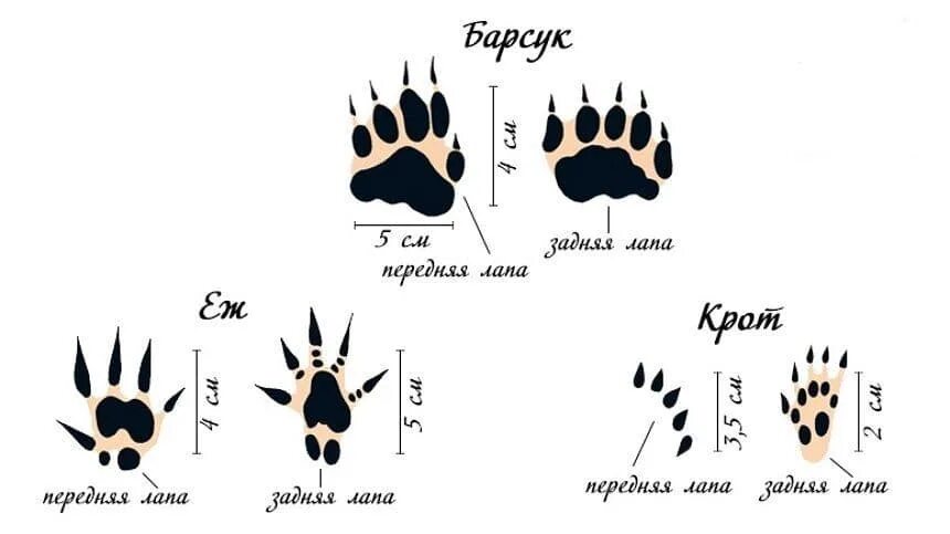 Следы барсука. След лапы барсука. Следы животных барсук. След барсука на земле размер. Размер следа барсука.