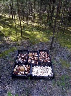 Грибники башкирии