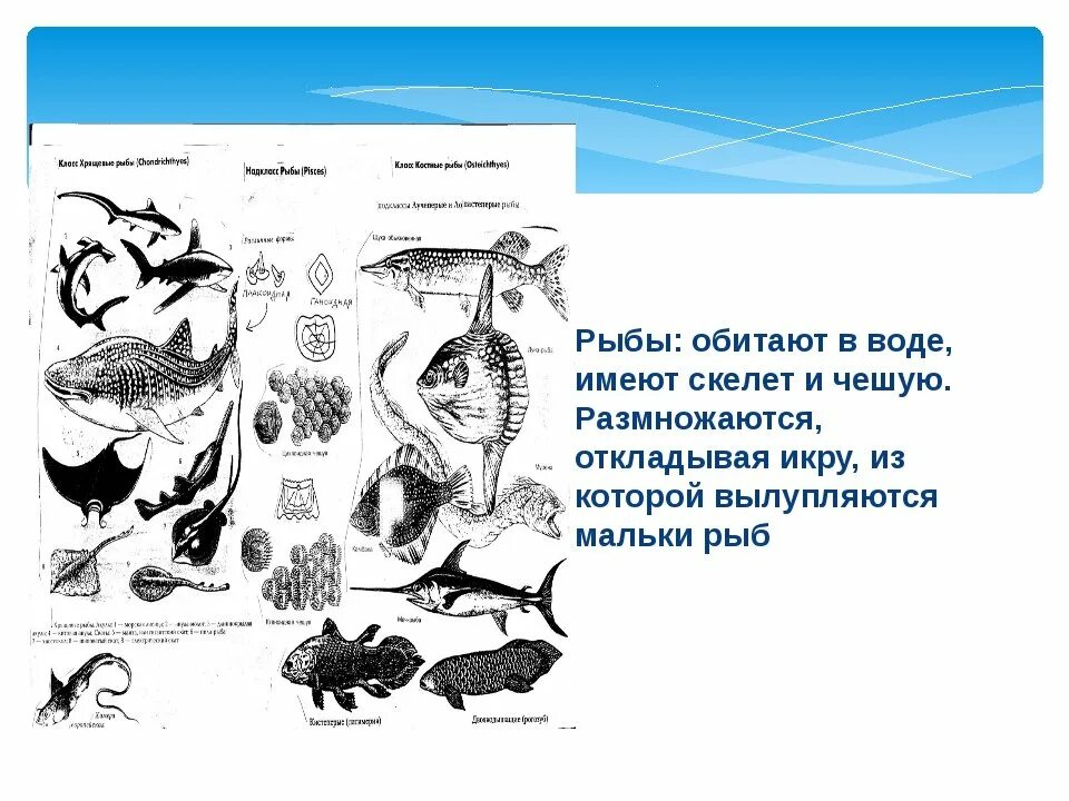 Изобрази с помощью схематических рисунков главные признаки. Животные птицы рисунок схематично. Признаки насекомых рыб птиц зверей. Схематический рисунок главного признака животного.