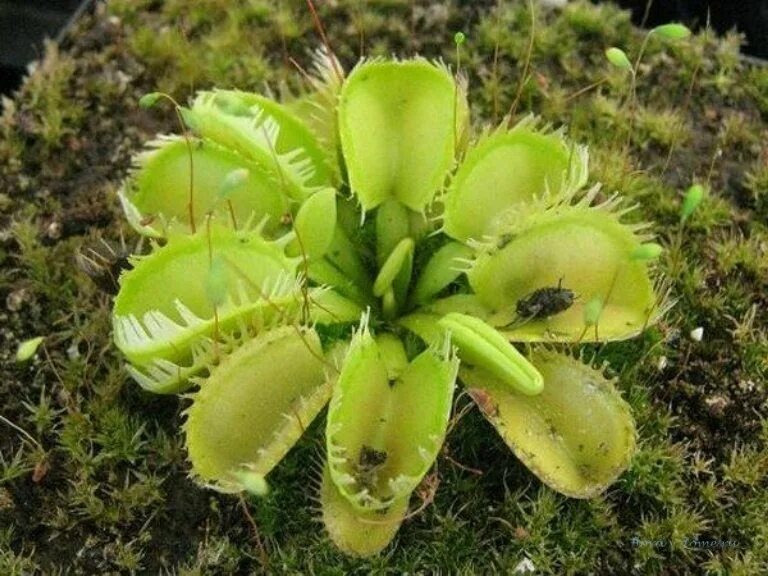 Йошта титания. Сорт тритон. Гладиолус крупноцветковый тритон. Сорт перца сластена. Перец болгарский сорт голиаф.