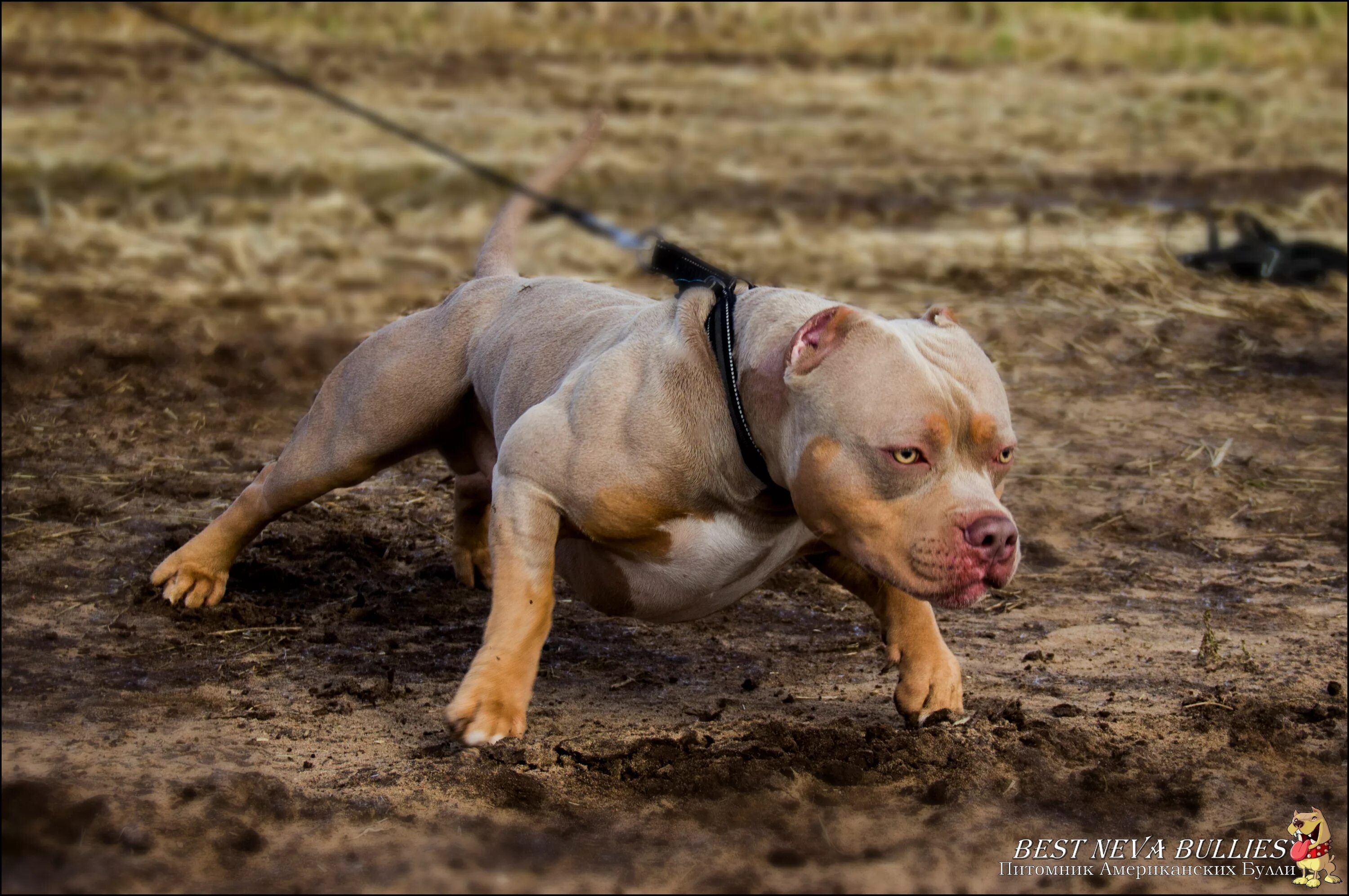 Best bully