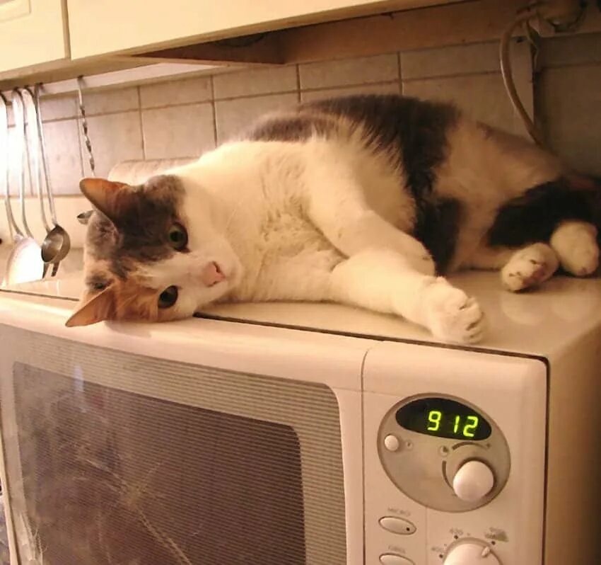 Cat cook. Кошка на кухне. Котик на кухне. Кошачья микроволновка. Кот и микроволновка.