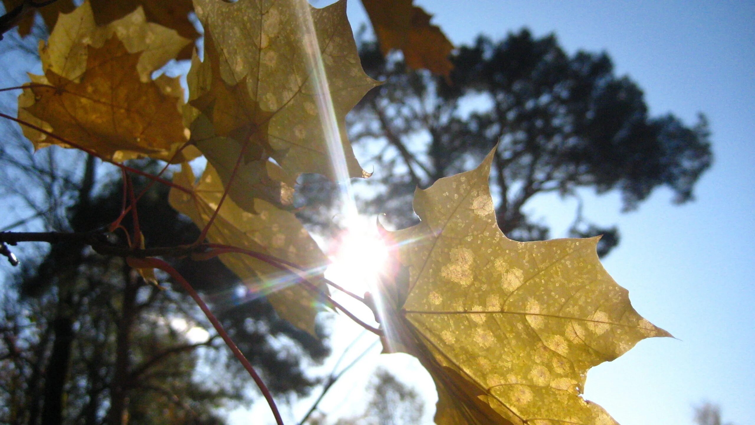 Каким становится воздух осенью. Листья кружатся. Осень солнце. Осень листья солнце. Лист на ветру.