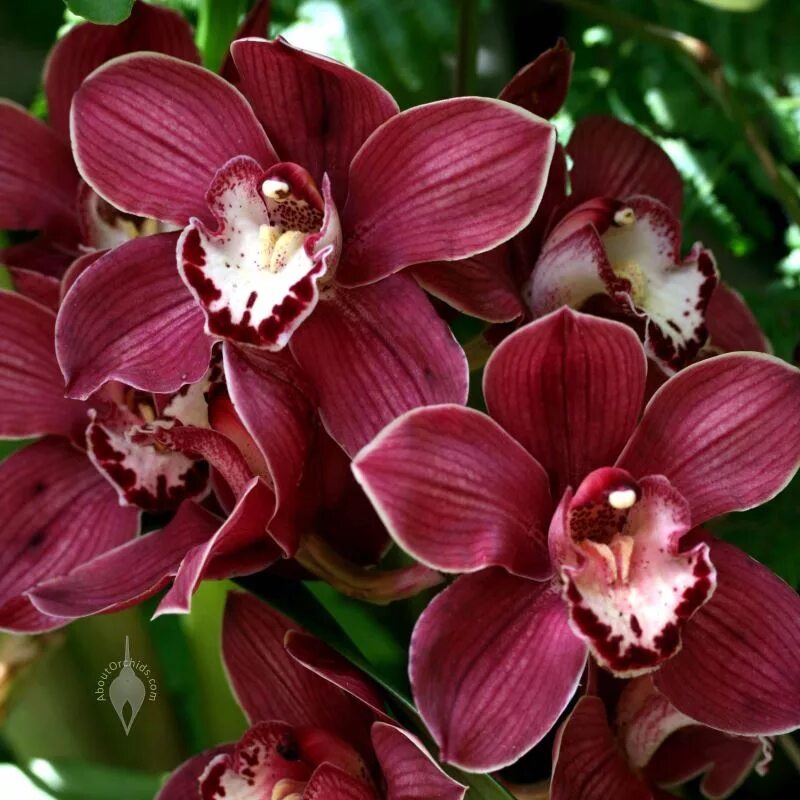 фаленопсис bruin harlekijn. каода твинкл орхидея. фаленопсис мультифлора burgundy. бордовая орхидея. цимбидиум бордо.