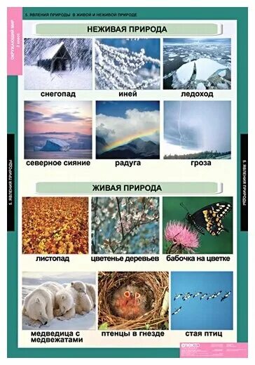 Примеры явлений живой природы 2. Таблица явления живой и неживой природы. Явления живой и неживой природы 2 класс окружающий мир. Явления неживой природы явления живой природы. Явленнияживой природы.