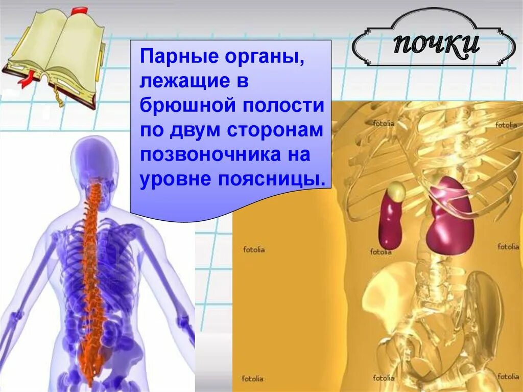 Парные органы брюшной полости. Паргын органы человека. Какие парные органы у человека. Парные органы в организме