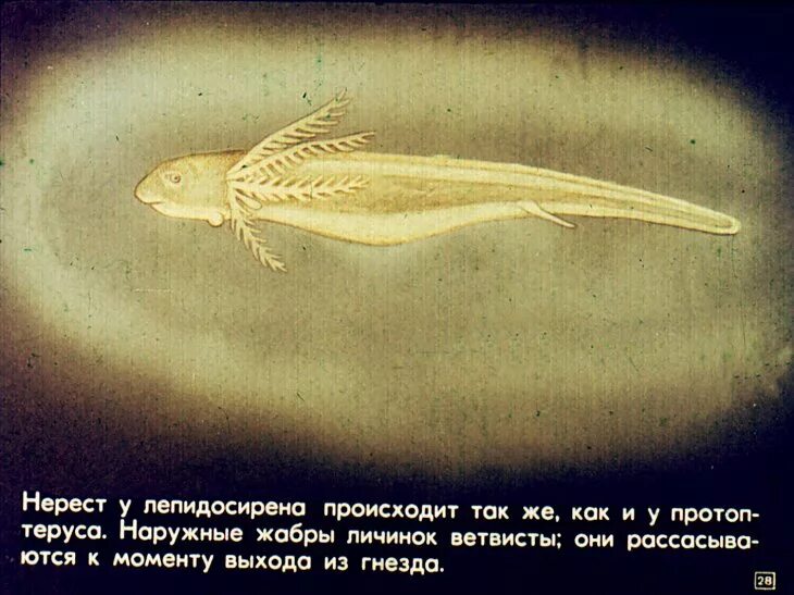Отряд двоякодышащие представители. Выделительная система двоякодышащих рыб. Двоякодышащие образ жизни. Двоякодышащие рыбы примеры. Отряд двоякодышащие представители.