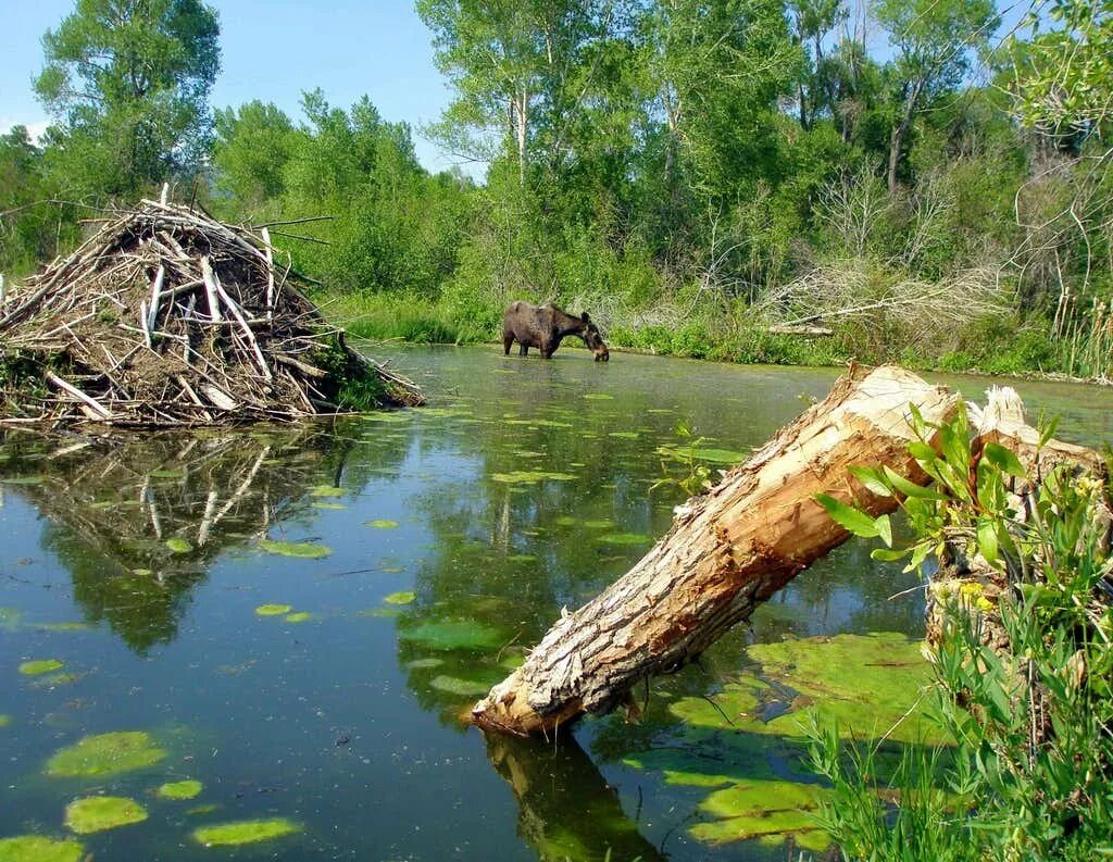 Бобр хатка бобра. Бобр хатка бобра. Хатки и плотины бобров. Бобр хатка бобра. Хатка речного бобра.
