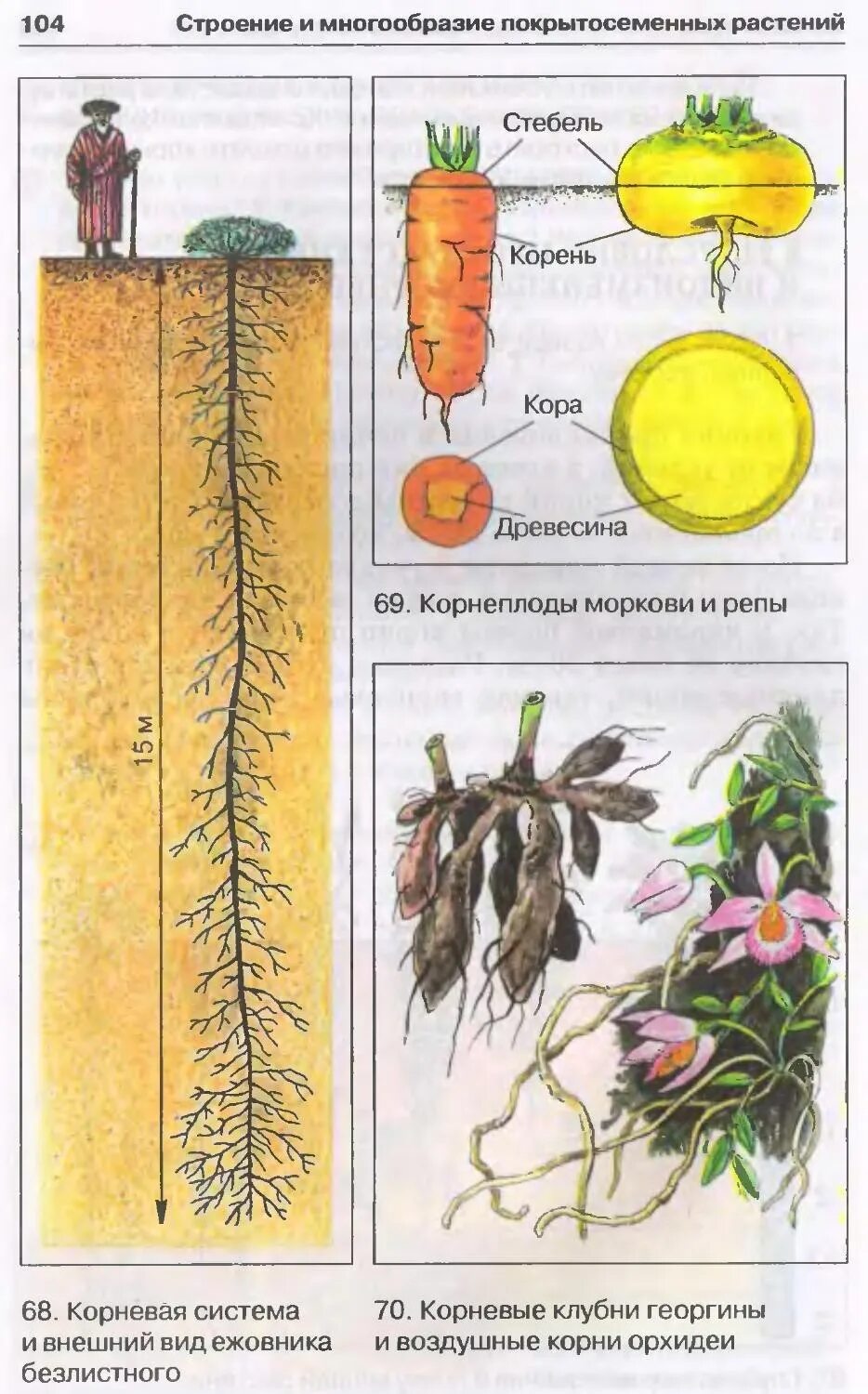 Видоизменения корневой системы растений. Схема корневой системы моркови.