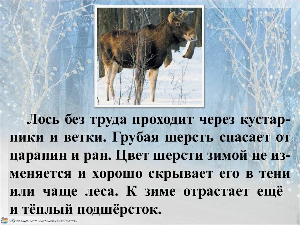 Помощь лосям. Животные зимой презентация. Жизнь животных зимой в лесу. Презентация звери зимой. Доклад про зимних животных.
