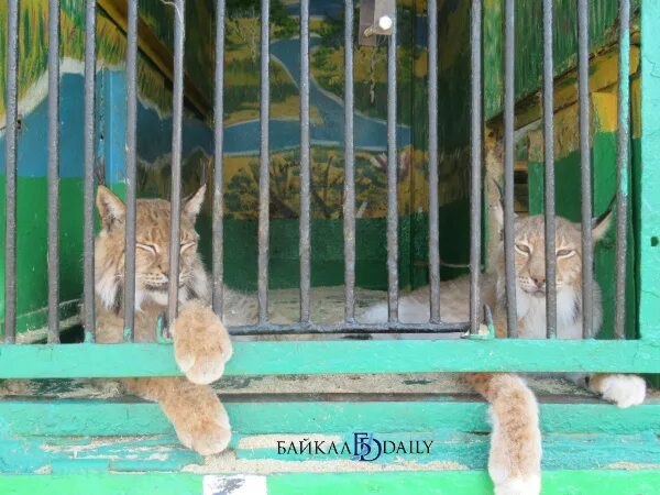 Этнографический зоопарк в улан-удэ. Передвижной зоопарк лигер. Зоопарк в улан удэ. Зоопарк улан удэ адрес. Какие животные есть в улан-удэмском зоопарке.